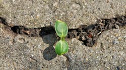 resilient-leaf-growing-through-rocks.jpg