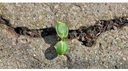 resilient-leaf-growing-through-rocks.jpg